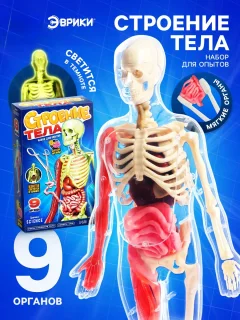 Научная игра Эврики Строение тела / 10690583 — фото 2