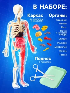Научная игра Эврики Строение тела / 10690583 — фото 3