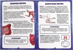 Научная игра Эврики Строение тела / 10690583 — фото 9