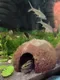 Декорация для террариума BOTANICA Укрытие 1/2 не шлифованная — фото 9