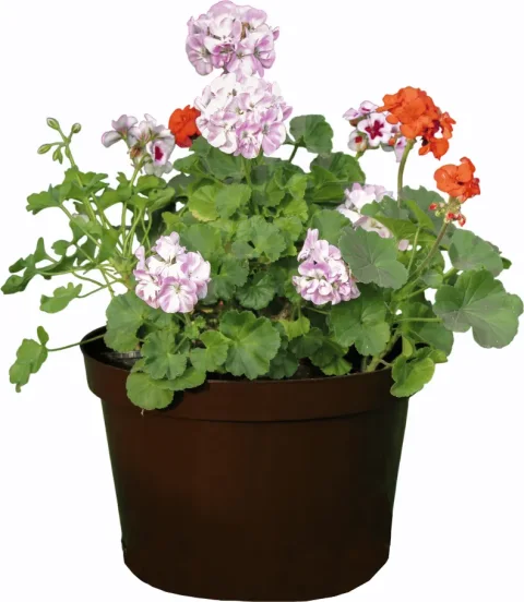 Вазон Gardenplast Фикус 20 / 00253 (шоколад)