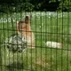Кормушка для птиц и грызунов Duvo Plus Шар / 411/101/DV (черный) — фото 4