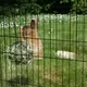 Кормушка для птиц и грызунов Duvo Plus Шар / 411/102/DV (черный) — фото 4