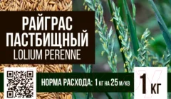 Семена газонной травы БЕРКУТ Райграс пастбищный (1кг) — фото 2