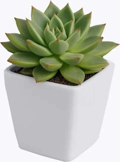 Кашпо BOTANICA Cactus (8.8x8.5см, белый)