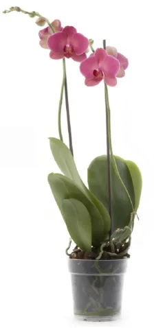Вазон BOTANICA Clear 7.6x7см — фото 3