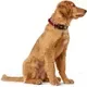 Ошейник HUNTER Collar Hilo VP / 66590 (40-60/L-XL, красный) — фото 6