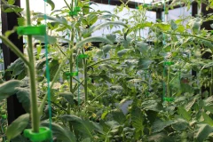 Набор зажимов садовых Gardenplast Клипса для крепления растений (50шт) — фото 4