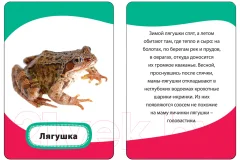 Развивающие карточки Росмэн Мамы и малыши (Кочеткова А.Н.) — фото 2