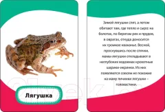 Развивающие карточки Росмэн Мамы и малыши (Кочеткова А.Н.) — фото 8