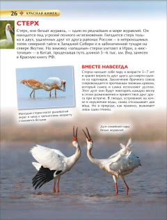 Энциклопедия Росмэн Детская. Красная книга — фото 6