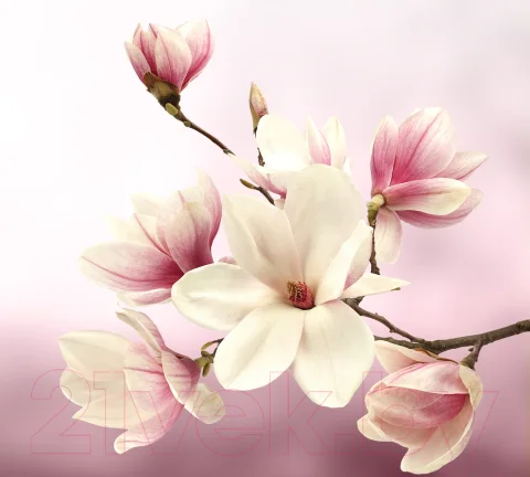 Фотообои листовые Vimala Розовые цветы (270x300)