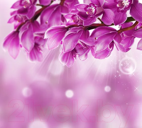 Фотообои листовые Vimala Фиолетовые цветы (270x300)